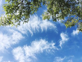 Low angle view of trees against blue sky