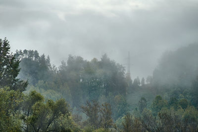 Trees on field against sky