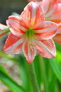 Close-up of pink flowers