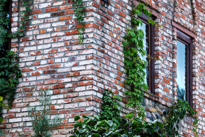 Low angle view of ivy growing on wall of building