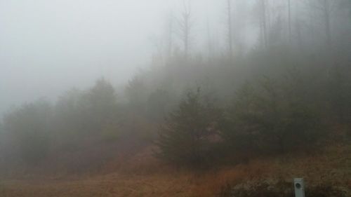 Trees in foggy weather