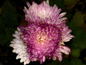 Close-up of pink dahlia blooming outdoors