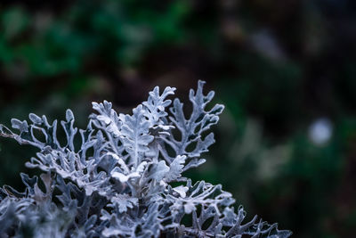 Close-up of frozen plant