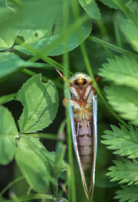 Close-up of insect on leaf