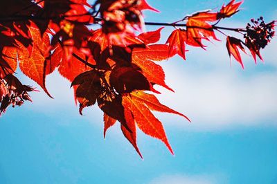 Low angle view of maple tree against sky