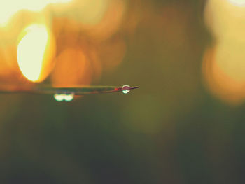 Close-up of raindrops on grass