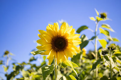 Close-up of yellow flowering plant against clear sky