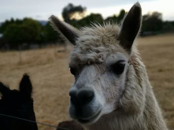 Close-up of a sheep