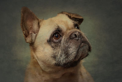 Portrait of dog looking away