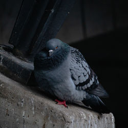 Close-up of pigeon perching on railing