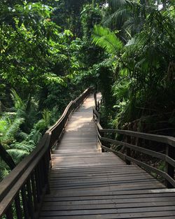 Footbridge amidst trees