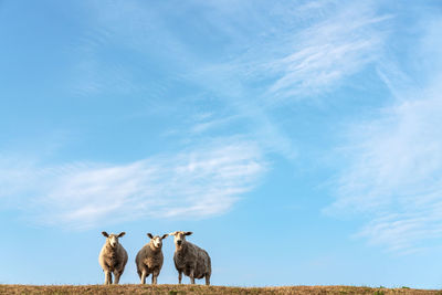 View of birds on field against sky