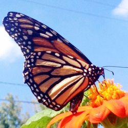 Close-up of butterfly perching on leaf