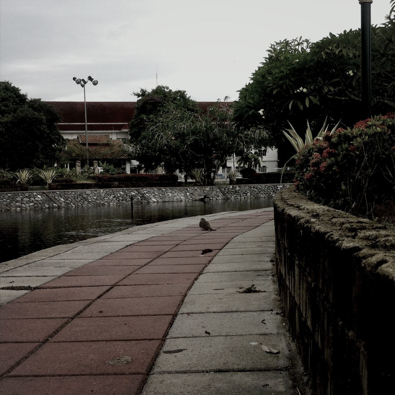 tree, the way forward, built structure, railing, bird, architecture, growth, clear sky, building exterior, sky, footpath, nature, outdoors, plant, day, street light, walkway, animal themes, steps, park - man made space