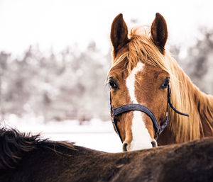 Close-up of a horse