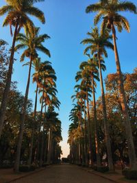 Low angle view of palm trees against sky