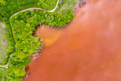 High angle view of moss growing on land