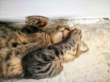 Close-up of cat relaxing outdoors