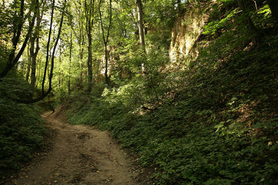 Footpath amidst trees in forest