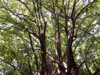 Low angle view of bamboo trees in forest