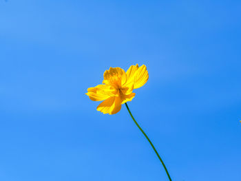 Close-up of yellow flower against blue sky