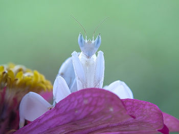 Close-up of pink crocus flowers