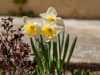 Close-up of yellow daffodil blooming on field