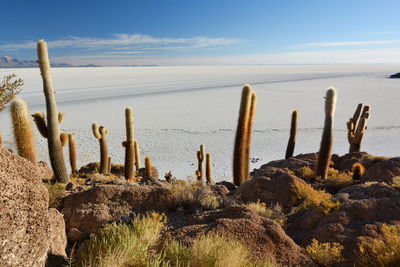 Cactus growing by sea against sky