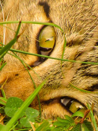 Close-up portrait of a cat