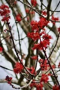 Low angle view of red flowering tree