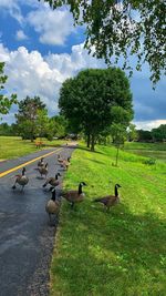 Flock of birds on grassy field against sky