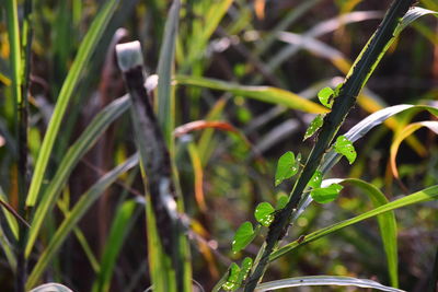 Close-up of wet grass on field