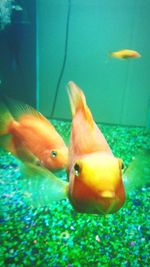 Close-up of fish underwater