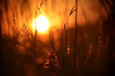 Close-up of silhouette plant against orange sky during sunset