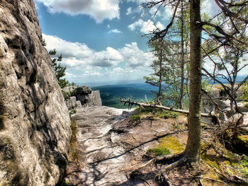 Trees on cliff by sea against sky