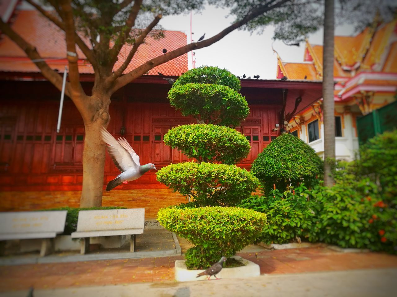 POTTED PLANTS IN YARD OF HOUSE