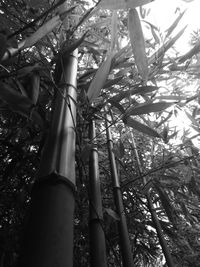 Low angle view of bamboo trees in forest