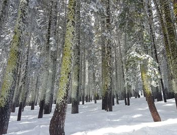 Pine trees in forest during winter