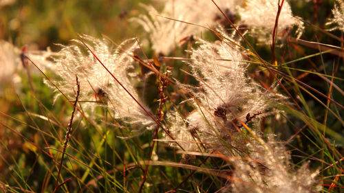 Close-up of dry grass