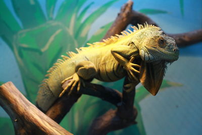 Close-up of iguana on branch