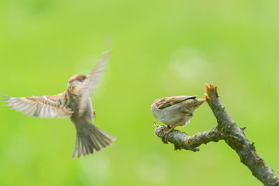 Close-up of birds flying