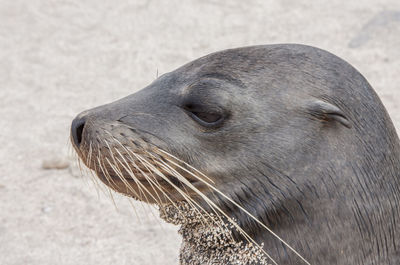 Close-up of sea lion