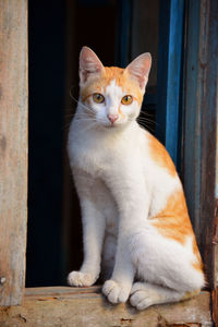 Portrait of cat sitting outdoors