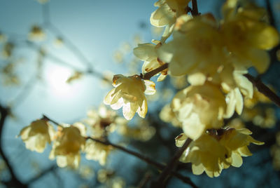 Close-up of cherry blossom