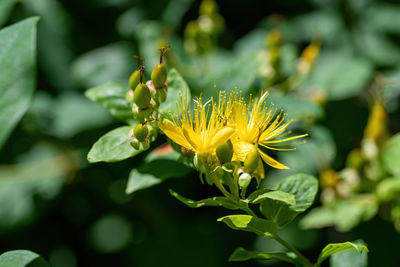 Close-up of yellow flowering plant