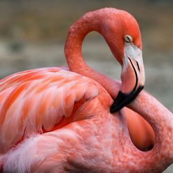 Close-up of a bird