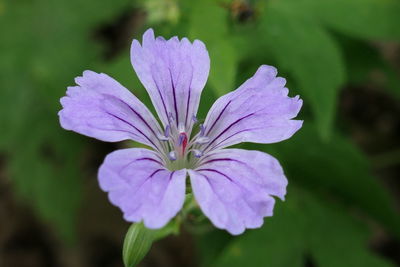 Close-up of purple flowering plant