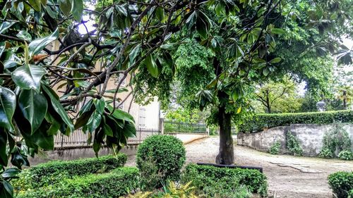 Trees and plants growing outdoors