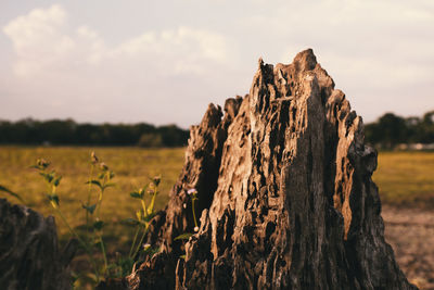 Close-up of tree trunk on field against sky