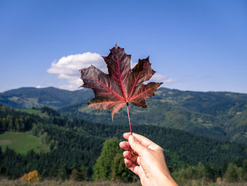 Cropped hand holding maple leaf against clear sky
